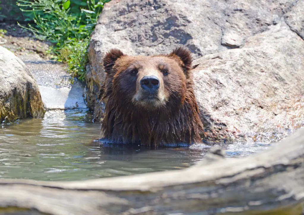 grizzly in the water