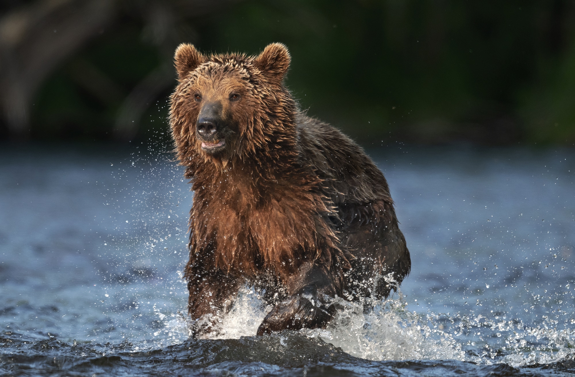 bear running in the water